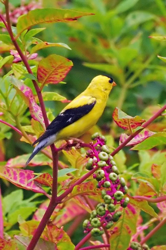 American Goldfinch by Alberto_VO5 is licensed under CC BY-NC 2.0